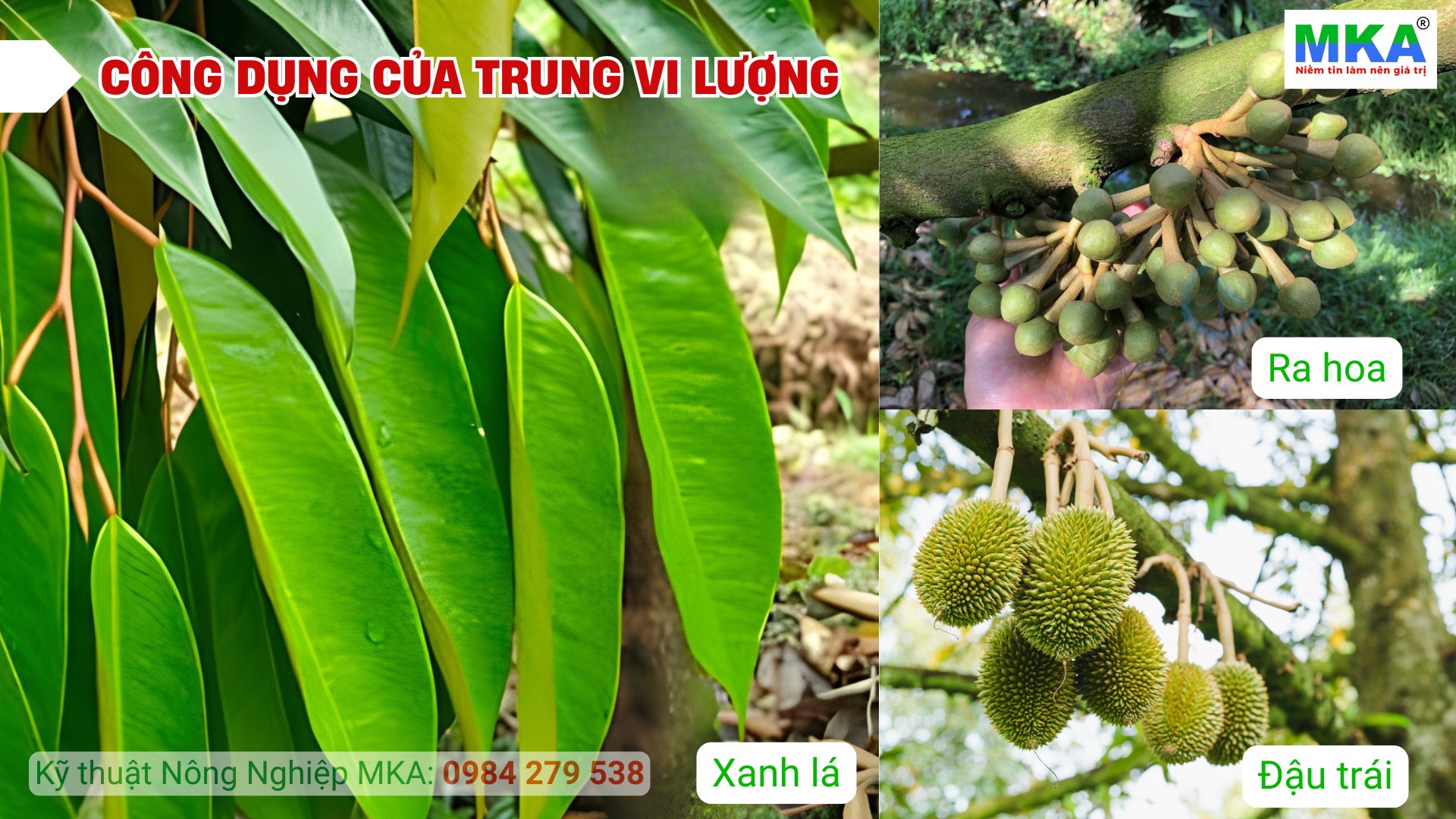 Công dụng của trung vi lượng